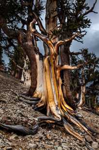 Bristlecone Pine-9169